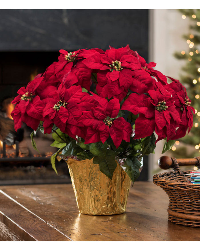Poinsettias