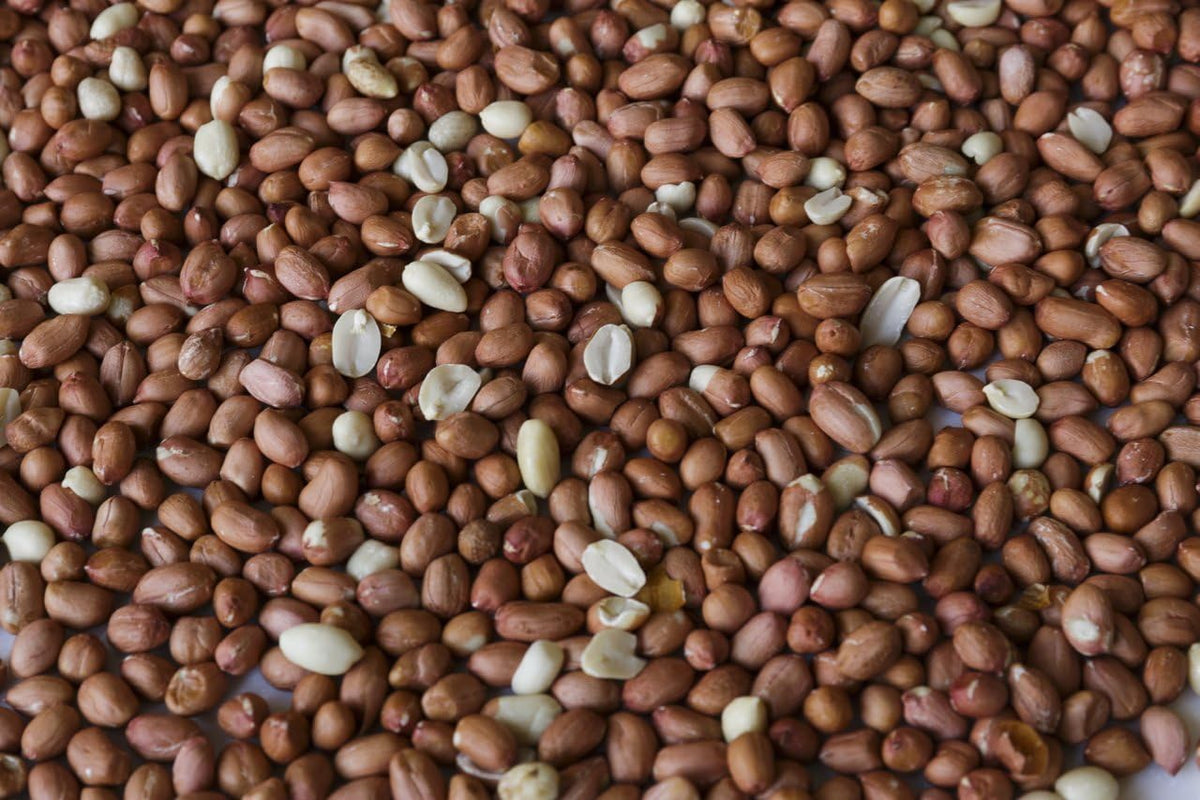 Wakefield Virginia Peanuts for Birds Shelled Raw Unsalted 45LB
