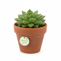Mini succulent plant in terracotta pot